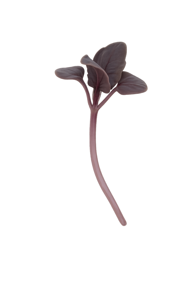 Main Microgreen Image