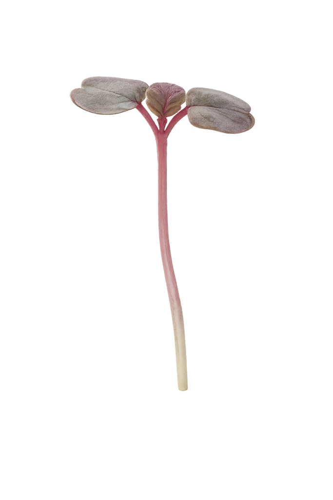 Main Microgreen Image