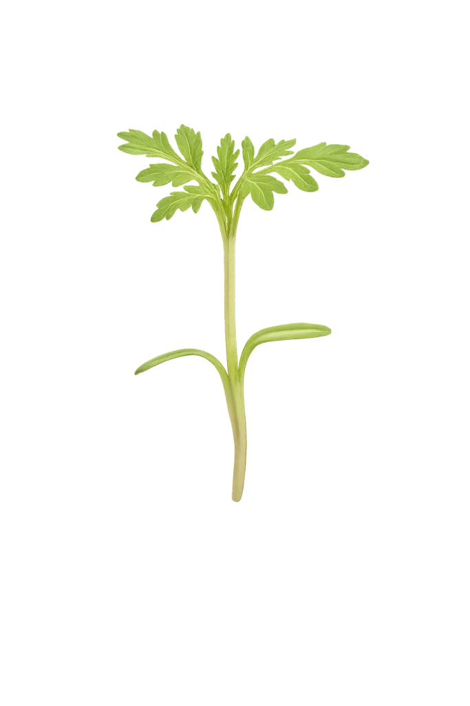 Main Microgreen Image