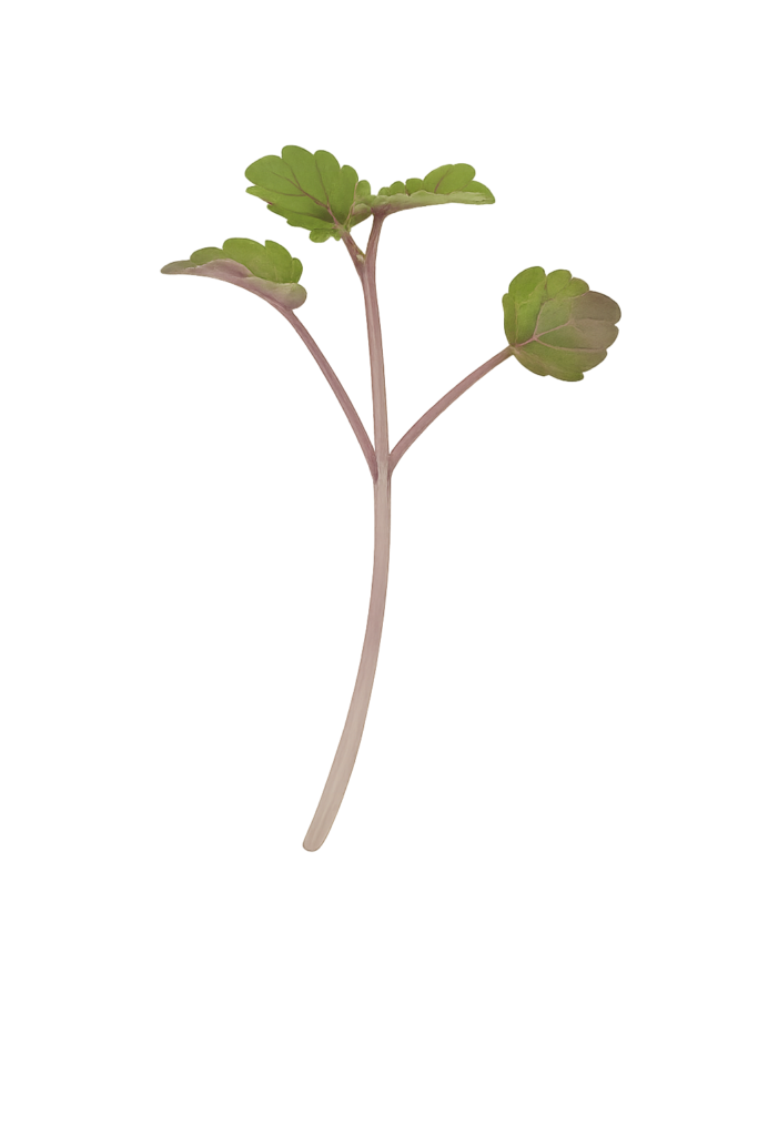 Main Microgreen Image