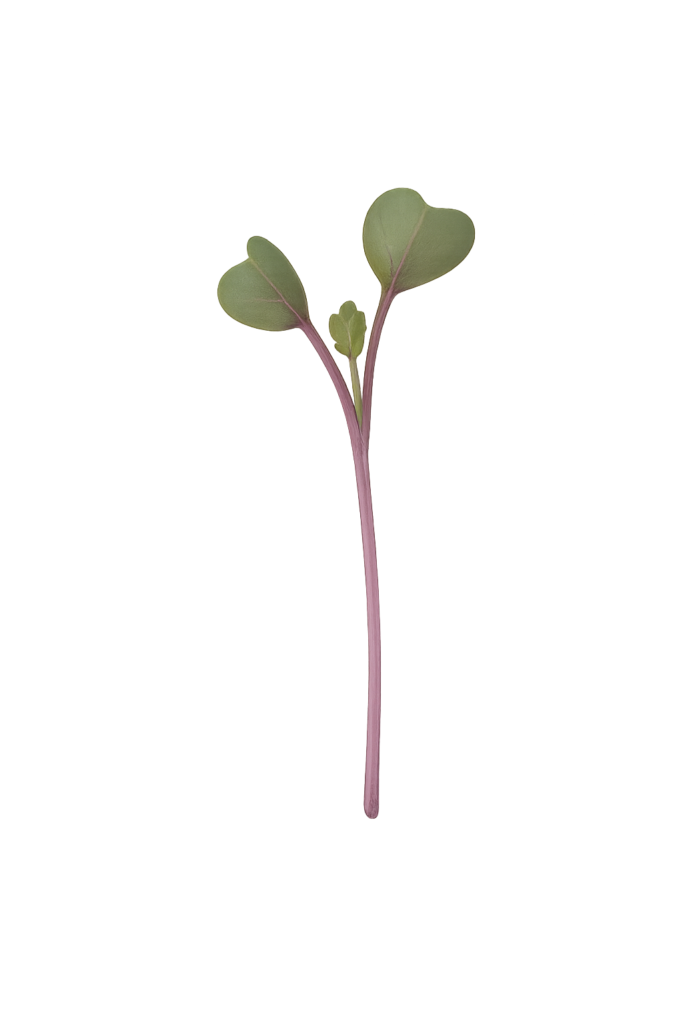 Main Microgreen Image