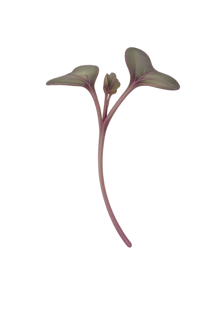 Main Microgreen Image