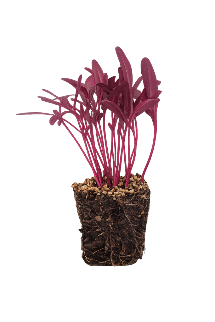 Main Microgreen Image