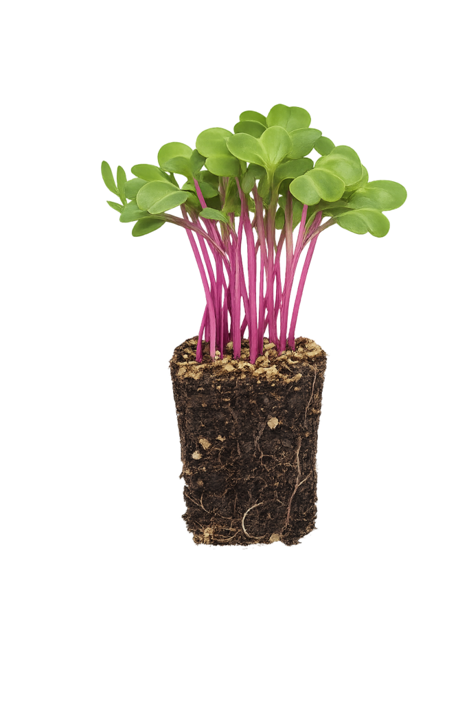 Main Microgreen Image