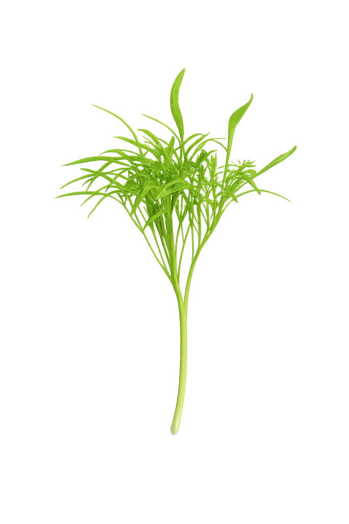 Main Microgreen Image