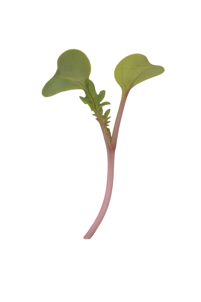 Main Microgreen Image